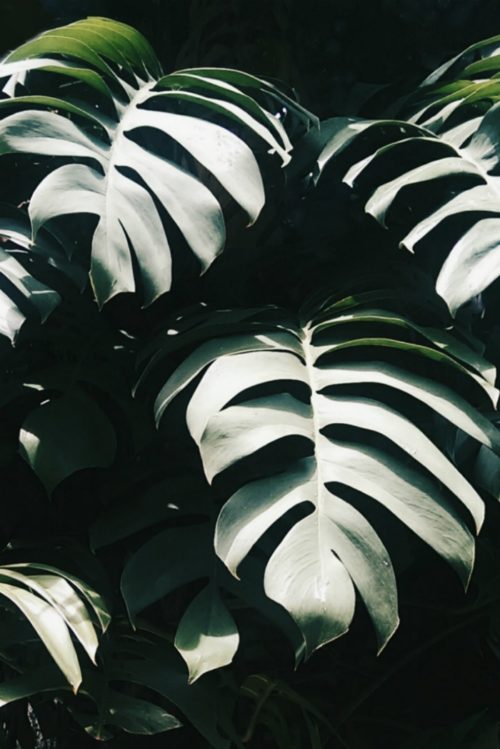 Tropical Plants Krabi